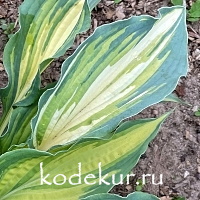 Hosta Child of the Queen 