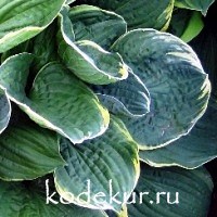 Hosta Christmas Tree