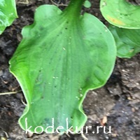 Hosta  Church Mouse