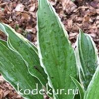 Hosta  City Dog