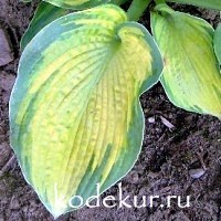 Hosta  Color Glory sieboldiana