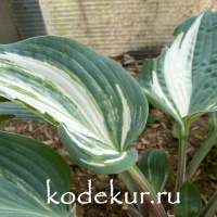 Hosta  Colored Muffin