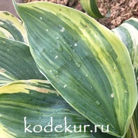 Hosta  Confused Angel