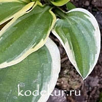 Hosta Cream Cheese 