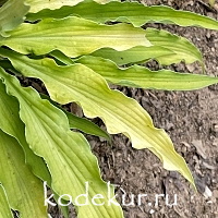 Hosta Curly Fries 