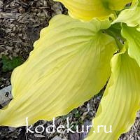 Hosta  Dancing Queen