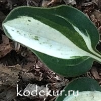 Hosta Desert Mouse 