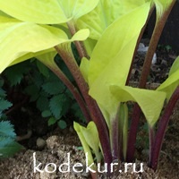 Hosta  Designer Genes