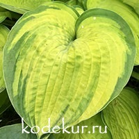 Hosta Dick Ward