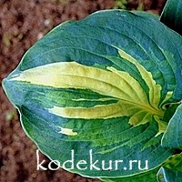 Hosta Dream Queen sieboldiana