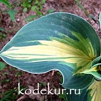 Hosta Dream Weaver