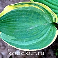 Hosta Earth Angel