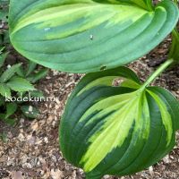 Hosta  Emerald Charger