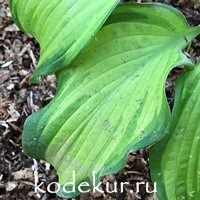 Hosta  Emerald Ruff Cut