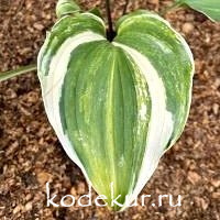 Hosta  Exotic Treasure