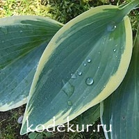 Hosta First Frost