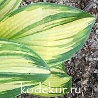 Hosta First Love 