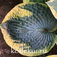 Hosta  Flavocircinalis tokudama