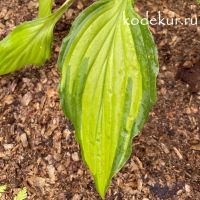 Hosta Flemish Beauty 