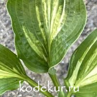 Hosta   Foxfire Bamm Bamm 