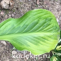 Hosta Foxfire Palm Sunday 