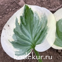 Hosta  Fragrant Bouquet