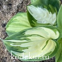 Hosta  Fragrant Princess