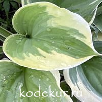 Hosta  Fragrant Queen