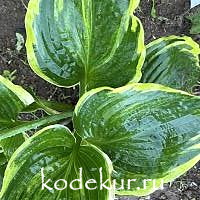 Hosta  Free Jazz