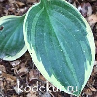 Hosta  Frosted Frolic