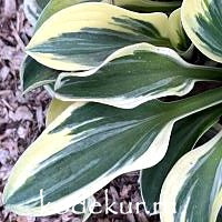 Hosta  Funny Mouse