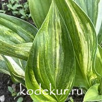 Hosta  Futura