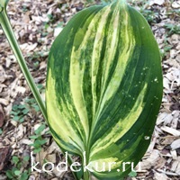 Hosta  Galaxy