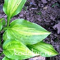 Hosta Geisha