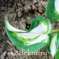 Hosta Ghost Spirit