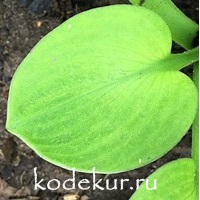 Hosta  Giantland Sunny Mouse Ears