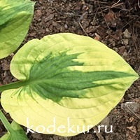 Hosta  Glad Rags