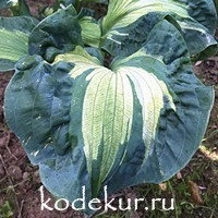 Hosta Golden Meadow’s sieboldiana