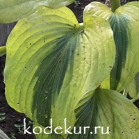 Hosta  Goodness Gracious