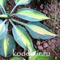 Hosta Grand Marque