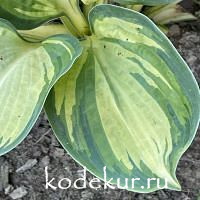 Hosta  Great Expectations