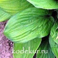 Hosta Guacamole