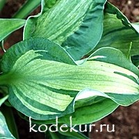 Hosta Guardian Angel