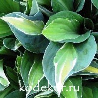 Hosta Gypsy Rose