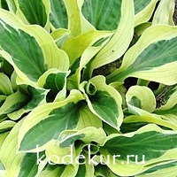 Hosta Hanky Panky