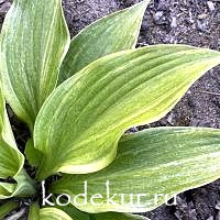 Hosta Hida-no-hana 