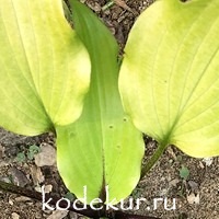 Hosta  Holar Garnet Crow