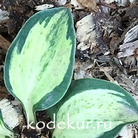 Hosta  Holy Mouse Ears