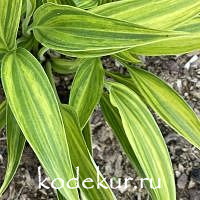 Hosta  Hyuga Urajiro