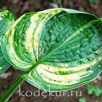 Hosta Ice Age Trail